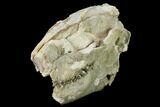 Fossil Oreodont (Merycoidodon) Skull - Wyoming #169215-8
